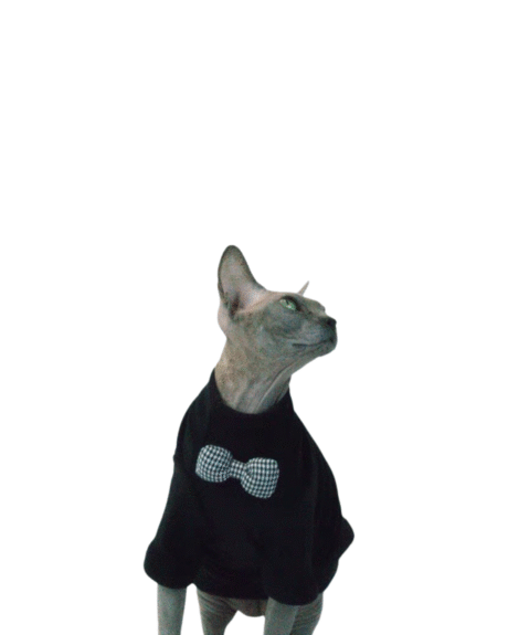 Classic Bowtie Cat